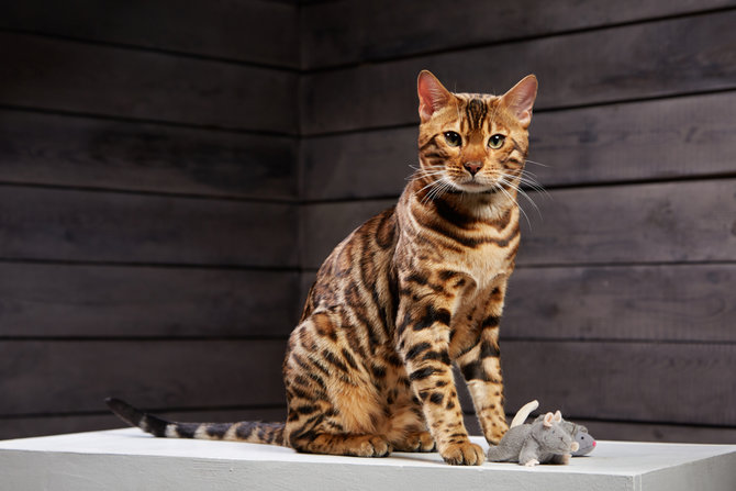 dijuluki mini leopard ini 10 potret kucing bengal