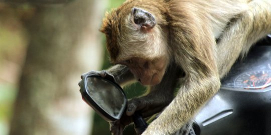Warga Perumahan Anyelir Depok Dibuat Resah Kemunculan 2 Ekor Monyet