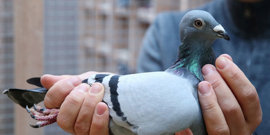 Wow! Merpati Balap Ini Ditawar Rp22 Miliar di Acara Lelang