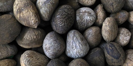 buah kluwak