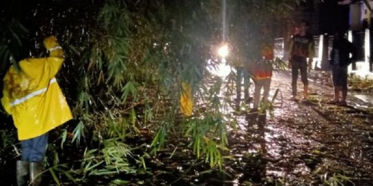 Ada Pohon Tumbang, Lalu Lintas Menuju Selatan Cianjur Macet