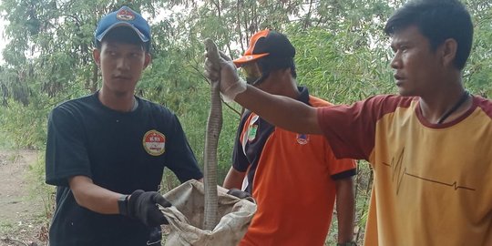 Hadapi Siklus Tahunan Anak Ular Kobra, Masyarakat Dianjurkan Lakukan Hal Ini