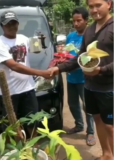 viral transaksi barter mobil dan tanaman hias