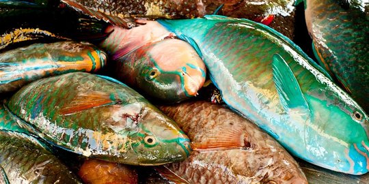 Ini Alasan Si Cantik Ikan Kakatua Sebaiknya Stop Dikonsumsi