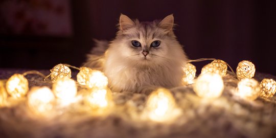 Mengenali Lebih Jauh Tanda-Tanda Kucing Birahi, Yuk Pahami 