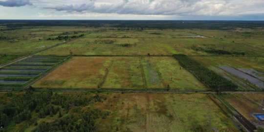 Pengelolaan Lahan di Food Estate Kalteng Ditargetkan Rampung Desember 2020