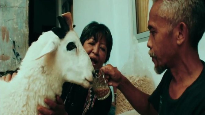 kambing unik dari kuningan
