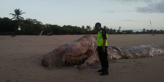 Bangkai Paus Seberat 3 Ton Ditemukan di Perairan Nusa Dua Bali