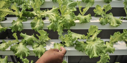 5 Jenis Tanaman Buah Hidroponik  Bisa Jadi Ladang Usaha 