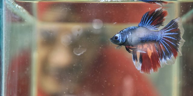 5 Jenis Ikan Cupang Hias Yang Terkenal Di Dunia Cocok Dipelihara Merdeka Com
