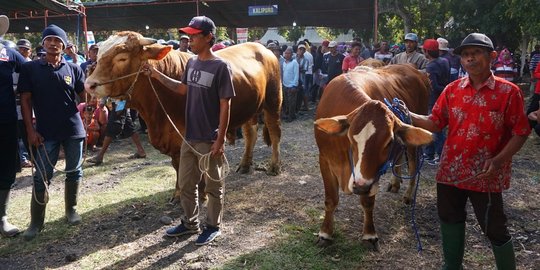 Mengenal Budaya Menabung dan Investasi di Banyuwangi Lewat Peternak Sapi