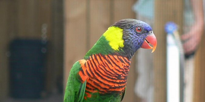 burung nuri hijau