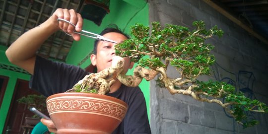 Tetap Bertahan di Masa Pandemi, Intip Cerita Sukses Bisnis Bonsai yang Makin Untung