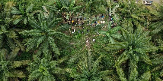 Atasi Kampanye Hitam Sawit, Masyarakat Adat Papua Dinilai Perlu Dilibatkan