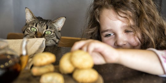 Bisakah Kucing Makan Jajan Anak-Anak?  merdeka.com