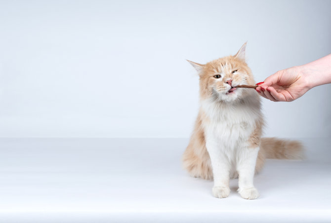 bisakah kucing makan jajan anak anak