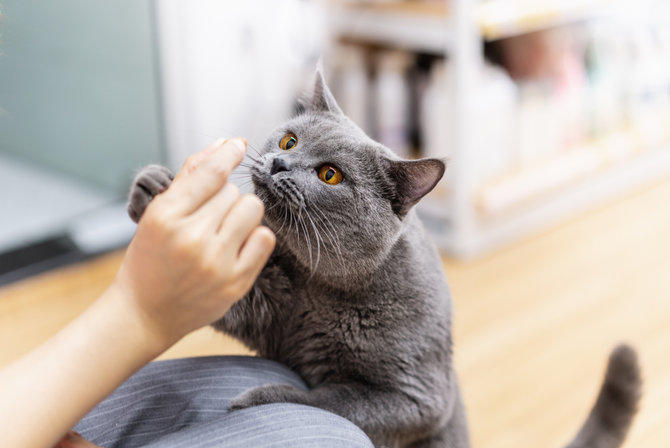 bisakah kucing makan jajan anak anak