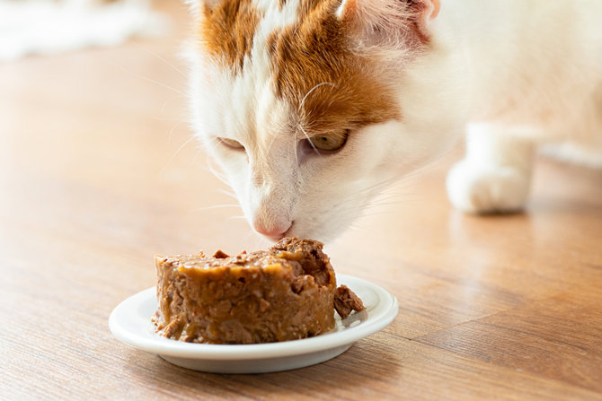 bisakah kucing makan jajan anak anak