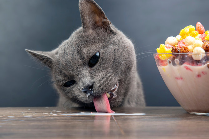 bisakah kucing makan jajan anak anak