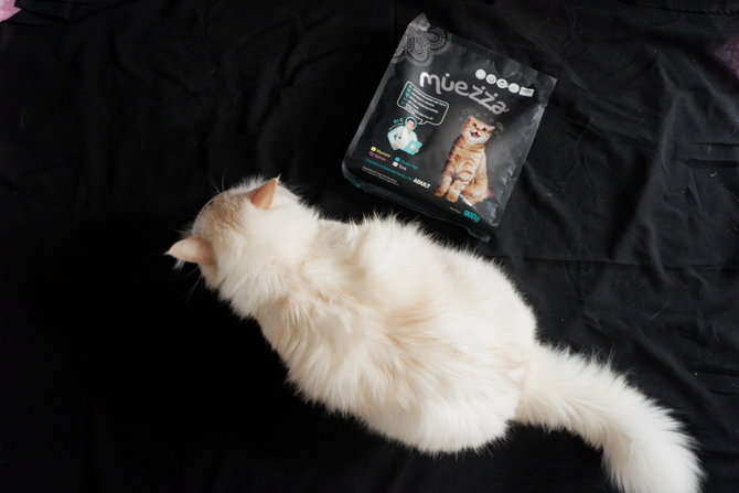 bisakah kucing makan jajan anak anak