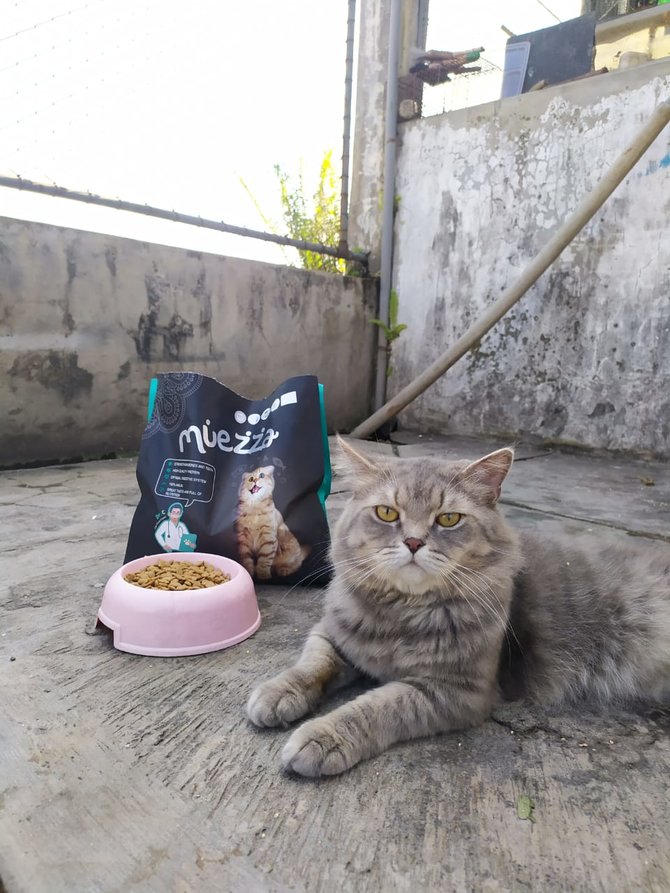 punya kucing perbaiki kembali caramu menabung