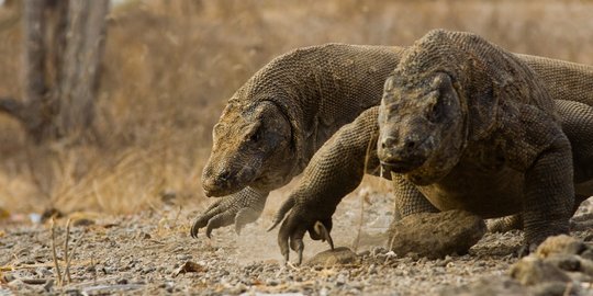 Peneliti Kritisi Jarak Terlalu Dekat Antara Wisatawan dan Komodo Saat Berfoto