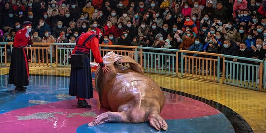 Keasyikkan Warga Wuhan Tonton Pertunjukan Walrus