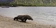 DPR Minta Pemerintah Alokasikan PNBP Pulau Komodo untuk Pembangunan Daerah