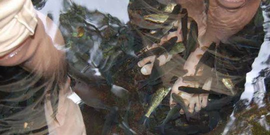 Mengenal Ikan Nilem: Dulu Disantap, Kini Populer sebagai Ikan Terapi