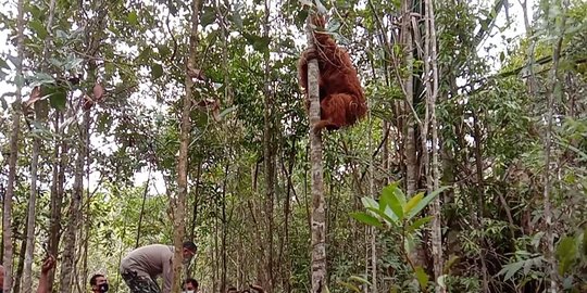 Masuk Permukiman, Orangutan Tapanuli Dilepasliarkan ke Habitatnya