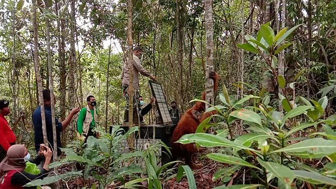 orangutan tapanuli dilepasliarkan ke habitatnya
