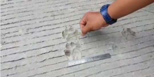 Ada Jejak Misterius di Gunung Merapi, Ini Potretnya Membekas di Beton Aspal