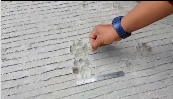 temuan jejak misterius di lereng merapi