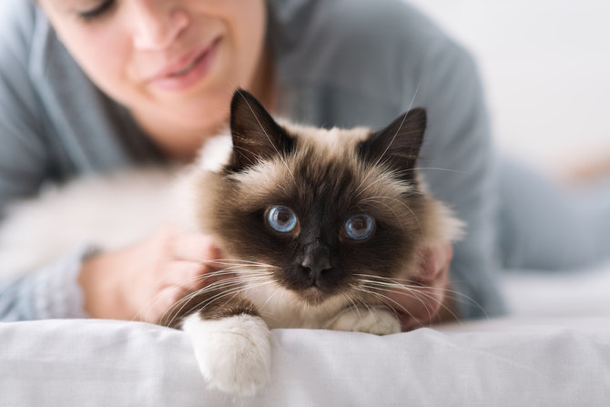 5 mitos soal kucing pasti pernah kamu baca