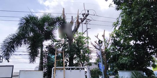 Panjat Pohon Saat Merapikan Kabel, Petugas PLN di Tangerang Tewas Tersetrum