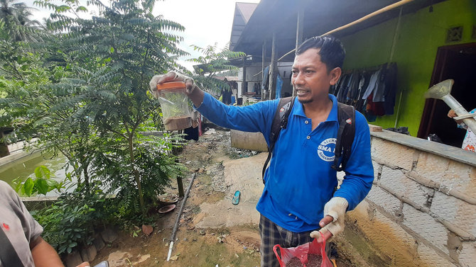 pembibitan minyak kayu putih di kukar