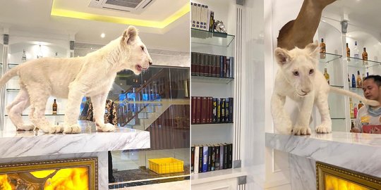 Potret Singa Putih Berkeliaran di Rumah Mewah Pejabat, Asyik dan Santai di Meja Bar