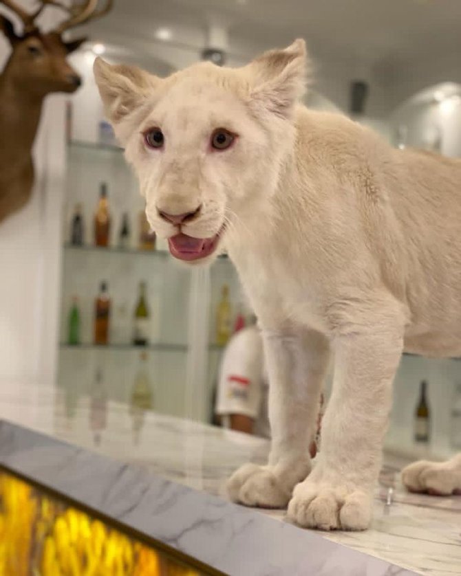 potret singa putih berkeliaran di rumah mewah pejabat
