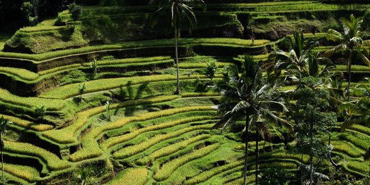 10 Wisata Ubud dan Sekitarnya yang Patut Dikunjungi, Sejuk dan Penuh Kedamaian