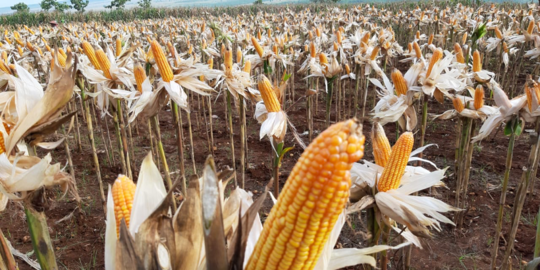 Produksi Jagung Melimpah, Sumbawa Berpotensi Jadi Sentra Pakan Ternak