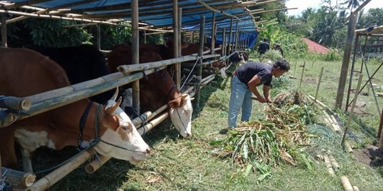 BPBD Sleman Bantah Kabar Ternak Pengungsi Merapi Dijual Murah