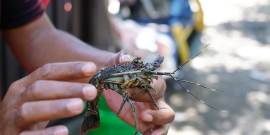 tata kelola lobster rev1