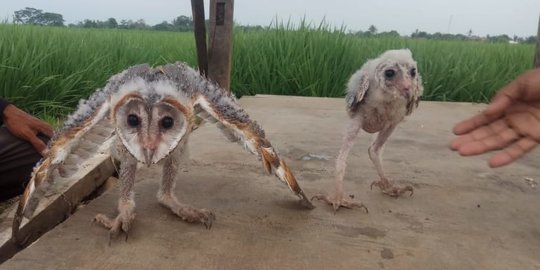 Kementan Dukung Konservasi Burung Hantu untuk Kendalikan Tikus