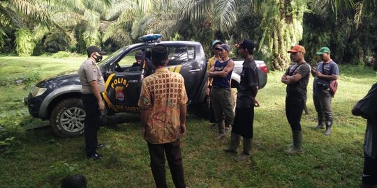 Bayi Baru Lahir Dibuang di Kebun Sawit Pandeglang, Dikerubungi Lalat tapi Masih Hidup