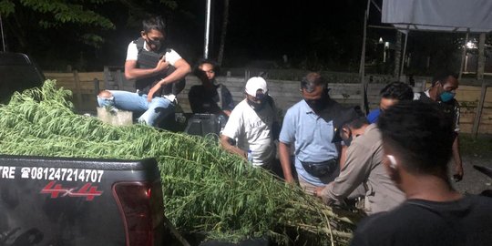 Polisi Temukan Ladang Ganja di Kampung Sangka Distrik Arso Timur Papua