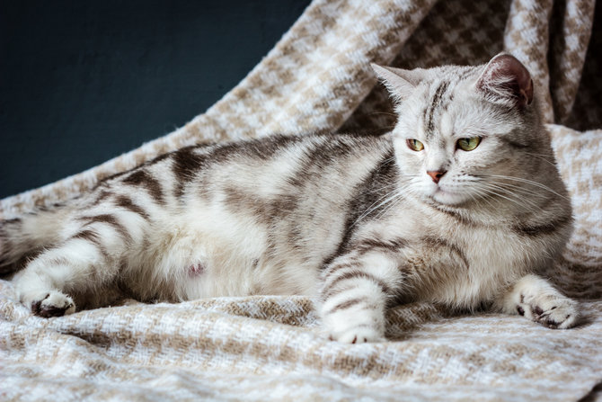 Butuh Perawatan Khusus, Ini 5 Fakta Kehamilan pada Kucing 