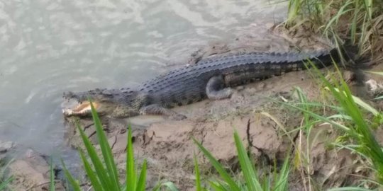 Sering Muncul dan Resahkan Warga Singkil, Buaya 4 Meter Masuk Perangkap BKSDA