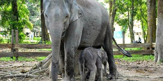 Data Bksda Aceh: Sepanjang 2020 Terjadi 95 Kasus Konflik Gajah Dengan  Manusia | Merdeka.com