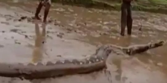 Viral Video Warga Menangkap Ular Piton Raksasa di Sawah, Panjangnya Sampai 7 Meter