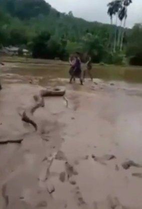 viral ular piton raksasa ditangkap warga